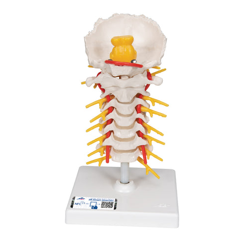 Model de coloană vertebrală cervicală umană - 3B Smart Anatomy
