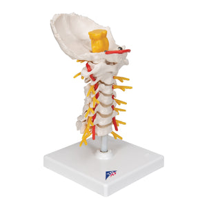 Model de coloană vertebrală cervicală umană - 3B Smart Anatomy