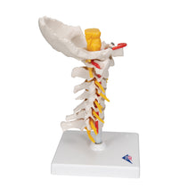 Load image into Gallery viewer, Model de coloană vertebrală cervicală umană - 3B Smart Anatomy