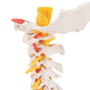 Model de coloană vertebrală cervicală umană - 3B Smart Anatomy