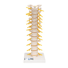 Load image into Gallery viewer, Model de coloană vertebrală toracică umană - 3B Smart Anatomy