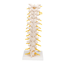 Load image into Gallery viewer, Model de coloană vertebrală toracică umană - 3B Smart Anatomy