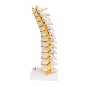 Model de coloană vertebrală toracică umană - 3B Smart Anatomy