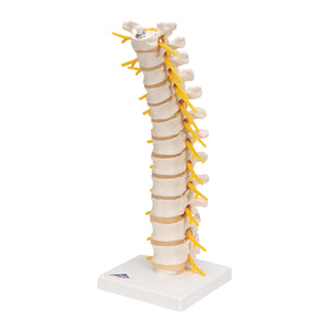 Model de coloană vertebrală toracică umană - 3B Smart Anatomy