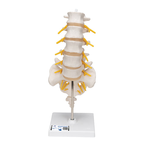 Model de coloană vertebrală lombară umană - 3B Smart Anatomy