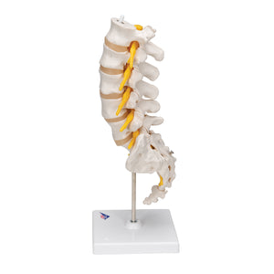Model de coloană vertebrală lombară umană - 3B Smart Anatomy
