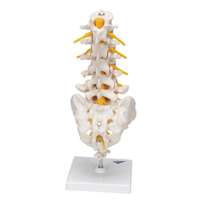Model de coloană vertebrală lombară umană - 3B Smart Anatomy