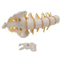 Load image into Gallery viewer, Model de coloană vertebrală lombară umană - 3B Smart Anatomy