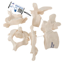 Load image into Gallery viewer, Model de 5 vertebre umane, înfiletate lejer pe nailon (atlas, ax, cervical, toracic, lombar) - 3B Smart Anatomy