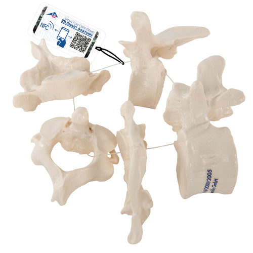 Model de 5 vertebre umane, înfiletate lejer pe nailon (atlas, ax, cervical, toracic, lombar) - 3B Smart Anatomy