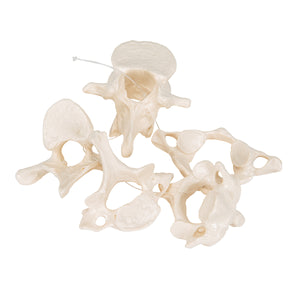 Model de 5 vertebre umane, înfiletate lejer pe nailon (atlas, ax, cervical, toracic, lombar) - 3B Smart Anatomy