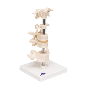 Model de 6 vertebre umane, montate pe suport (atlas, ax, cervical, 2x toracic, lombar) - 3B Smart Anatomy