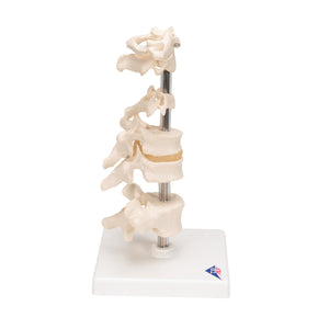 Model de 6 vertebre umane, montate pe suport (atlas, ax, cervical, 2x toracic, lombar) - 3B Smart Anatomy