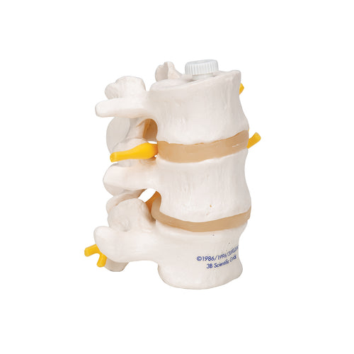 Model 3 vertebre lombare umane, montate flexibil - 3B Smart Anatomy