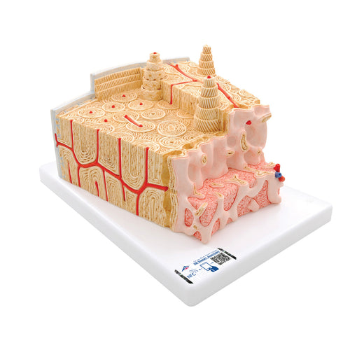 Structura osoasă umană 3B MICROanatomy™, mărită de 80 de ori - 3B Smart Anatomy