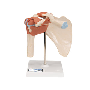Model "Deluxe" al articulaţiei umărului uman, funcţional, mobil, fiziologic -3B Smart Anatomy