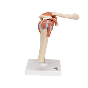 Model "Deluxe" al articulaţiei umărului uman, funcţional, mobil, fiziologic -3B Smart Anatomy