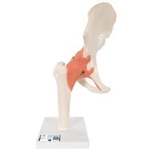 Load image into Gallery viewer, Model funcţional de articulaţie a şoldului uman cu ligamente şi cartilaj marcat-3B Smart Anatomy
