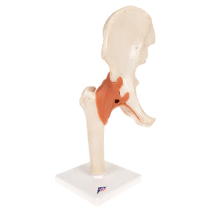 Model funcţional de articulaţie a şoldului uman cu ligamente şi cartilaj marcat-3B Smart Anatomy