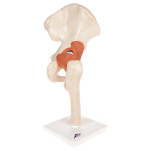 Load image into Gallery viewer, Model funcţional de articulaţie a şoldului uman cu ligamente şi cartilaj marcat-3B Smart Anatomy