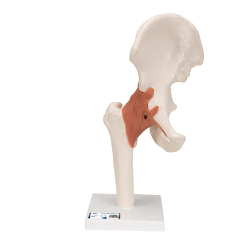 Model funcţional al articulaţiei şoldului uman -3B Smart Anatomy