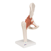Load image into Gallery viewer, Model funcţional al articulaţiei şoldului uman -3B Smart Anatomy