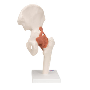 Model funcţional al articulaţiei şoldului uman -3B Smart Anatomy