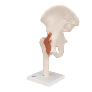 Model funcţional al articulaţiei şoldului uman -3B Smart Anatomy