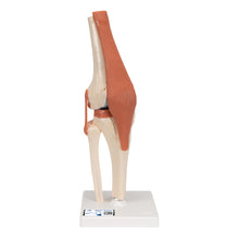 Load image into Gallery viewer, Model funcţional de articulaţie a genunchiului uman cu ligamente şi cartilaj marcat-3B Smart Anatomy
