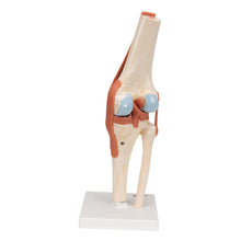 Load image into Gallery viewer, Model funcţional de articulaţie a genunchiului uman cu ligamente şi cartilaj marcat-3B Smart Anatomy