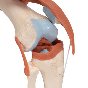 Model funcţional de articulaţie a genunchiului uman cu ligamente şi cartilaj marcat-3B Smart Anatomy