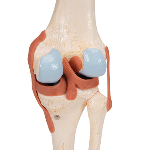 Model funcţional de articulaţie a genunchiului uman cu ligamente şi cartilaj marcat-3B Smart Anatomy