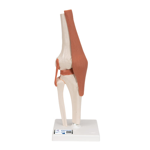 Model funcţional de articulaţie a genunchiului uman cu ligamente-3B Smart Anatomy