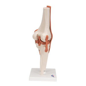 Model funcţional de articulaţie a genunchiului uman cu ligamente-3B Smart Anatomy