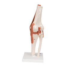 Load image into Gallery viewer, Model funcţional de articulaţie a genunchiului uman cu ligamente-3B Smart Anatomy