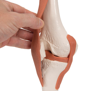 Model funcţional de articulaţie a genunchiului uman cu ligamente-3B Smart Anatomy