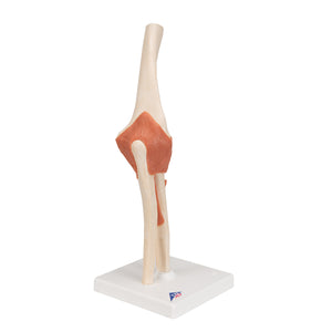 Model funcţional de articulaţie a cotului uman cu ligamente şi cartilaj marcat-3B Smart Anatomy
