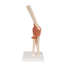 Load image into Gallery viewer, Model funcţional de articulaţie a cotului uman cu ligamente şi cartilaj marcat-3B Smart Anatomy