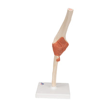 Load image into Gallery viewer, Model funcţional de articulaţie a cotului uman cu ligamente şi cartilaj marcat-3B Smart Anatomy