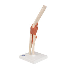Load image into Gallery viewer, Model funcţional de articulaţie a cotului uman cu ligamente şi cartilaj marcat-3B Smart Anatomy