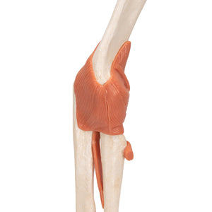 Model funcţional de articulaţie a cotului uman cu ligamente şi cartilaj marcat-3B Smart Anatomy