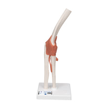 Load image into Gallery viewer, Model funcţional de articulaţie a cotului uman cu ligamente-3B Smart Anatomy
