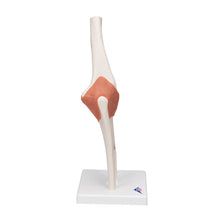 Load image into Gallery viewer, Model funcţional de articulaţie a cotului uman cu ligamente-3B Smart Anatomy