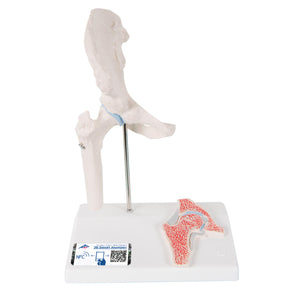 Mini model de arţiculaţie a şoldului uman cu secţiune transversală -3B Smart Anatomy