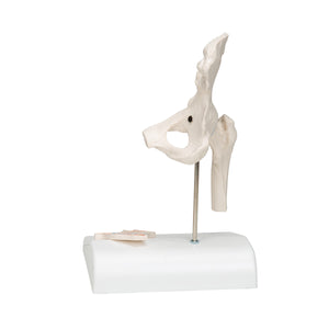 Mini model de arţiculaţie a şoldului uman cu secţiune transversală -3B Smart Anatomy