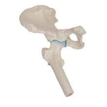 Load image into Gallery viewer, Mini model de arţiculaţie a şoldului uman cu secţiune transversală -3B Smart Anatomy
