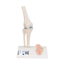 Load image into Gallery viewer, Mini model de articulaţie a genunchiului uman cu secţiune transversală- 3B Smart Anatomy