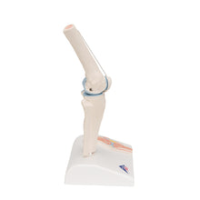Load image into Gallery viewer, Mini model de articulaţie a genunchiului uman cu secţiune transversală- 3B Smart Anatomy