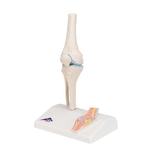 Load image into Gallery viewer, Mini model de articulaţie a genunchiului uman cu secţiune transversală- 3B Smart Anatomy