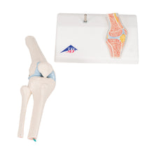 Load image into Gallery viewer, Mini model de articulaţie a genunchiului uman cu secţiune transversală- 3B Smart Anatomy